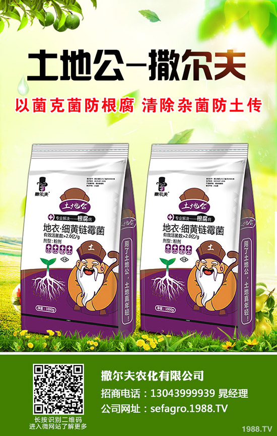 生菜怎么快速催芽？生菜催芽后管理方法！