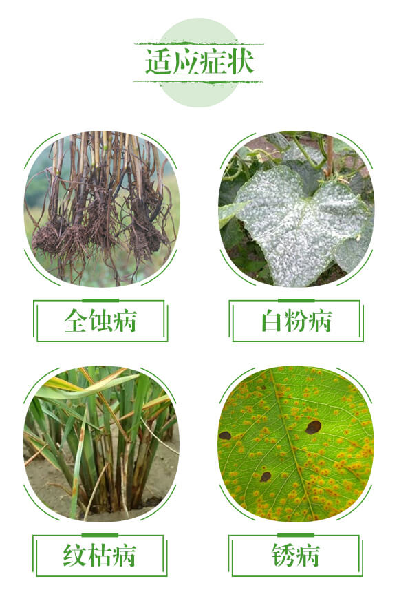 ����չ��⛾�-��ʢ��ɽ_04