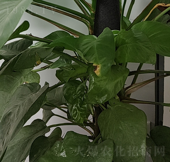 ���ԾG�}-��������