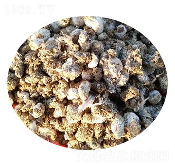 �g���S-�T������